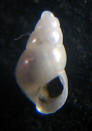 odostomia