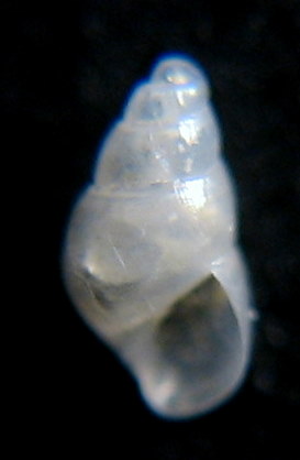 odostomia