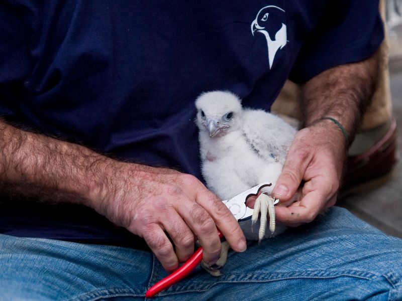 Falco Pellegrino....Anelli e Pulli