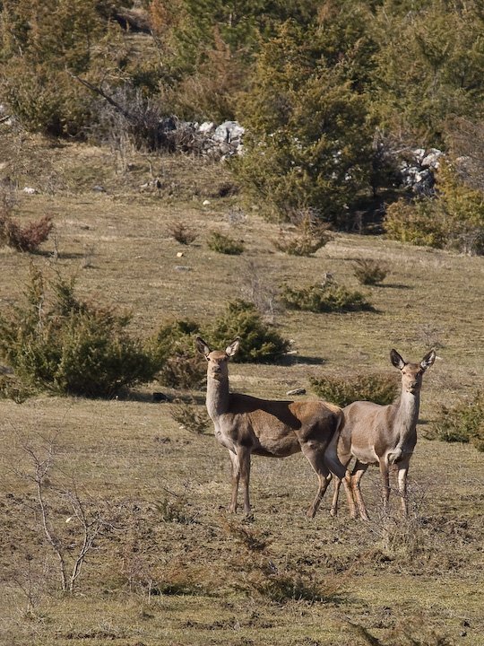 Camosciare, Cervi e Lupi