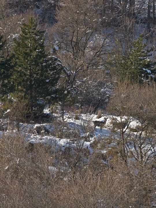 Camosciare, Cervi e Lupi