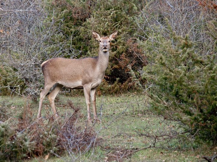 PASSIONE PER IL CERVO