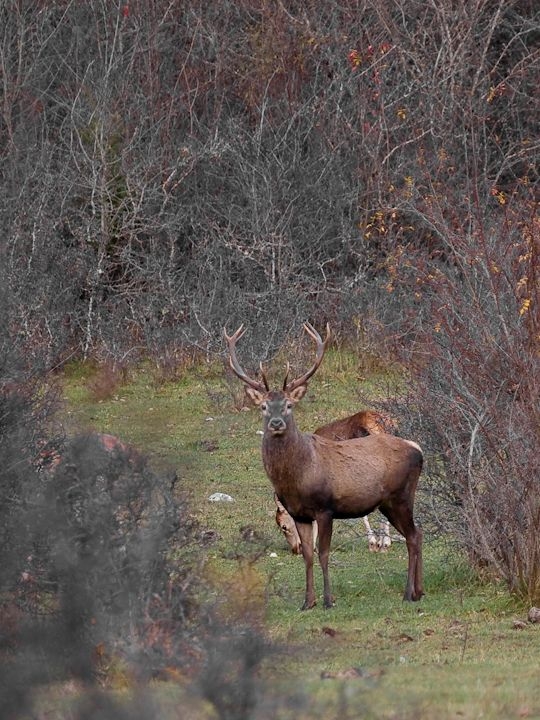 PASSIONE PER IL CERVO