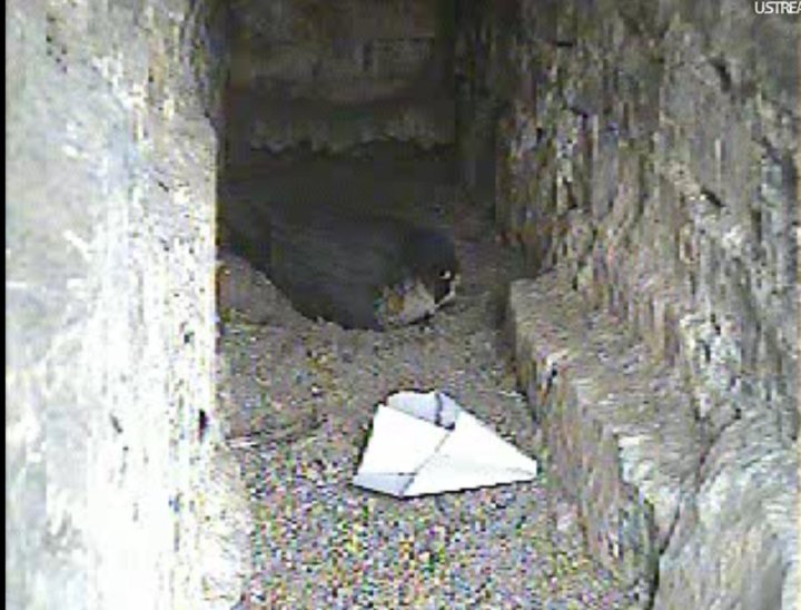 la preda del pellegrino.....