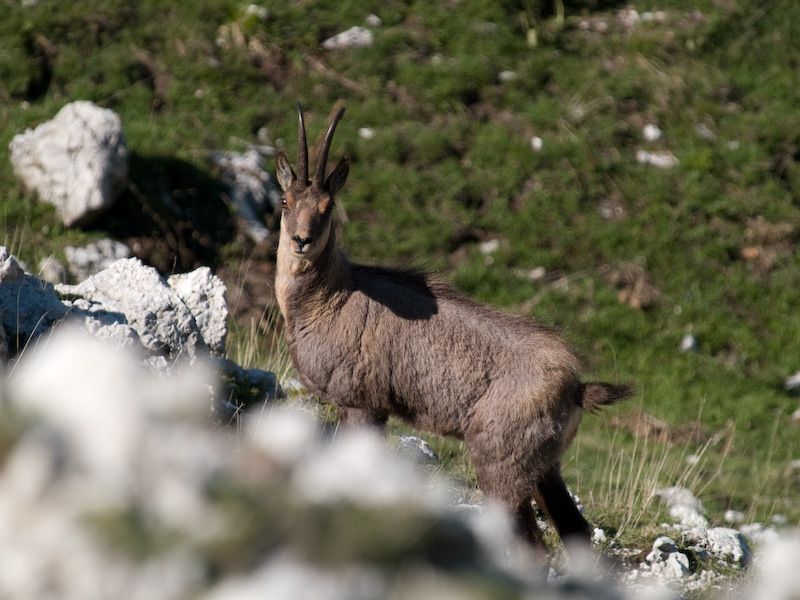 Valle Jannanghera in primavera