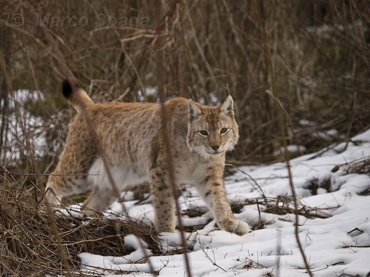 Segnalazione su probabile presenza della Lince