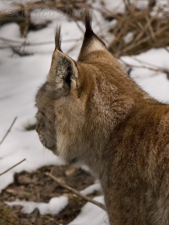 Lynx lynx