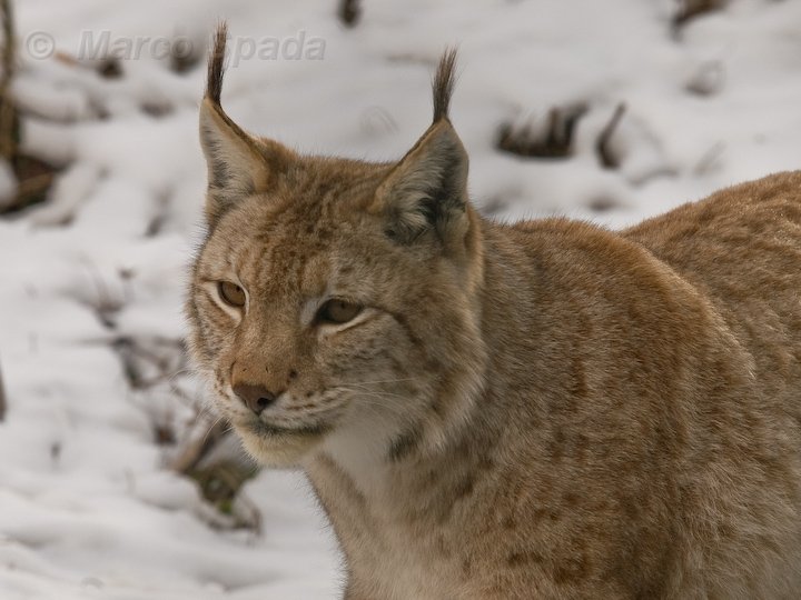 Lynx lynx