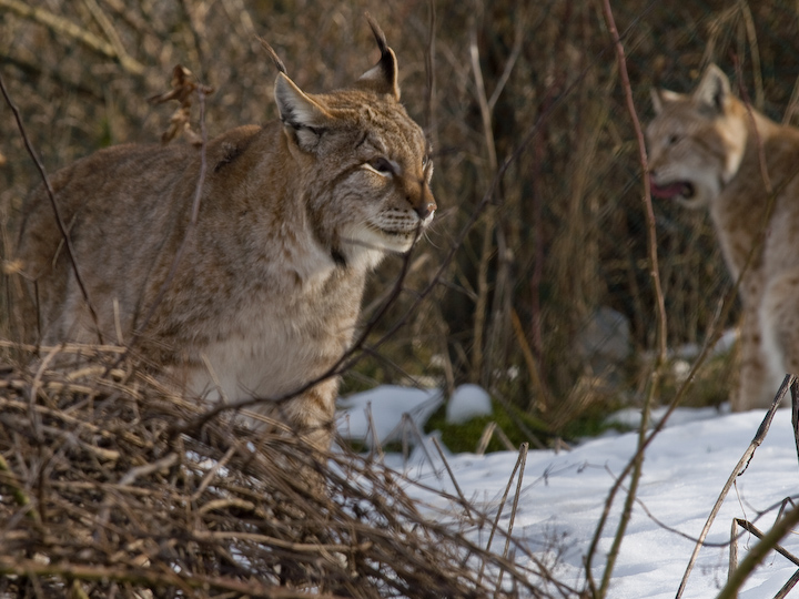 Camosciare, Cervi e Lupi