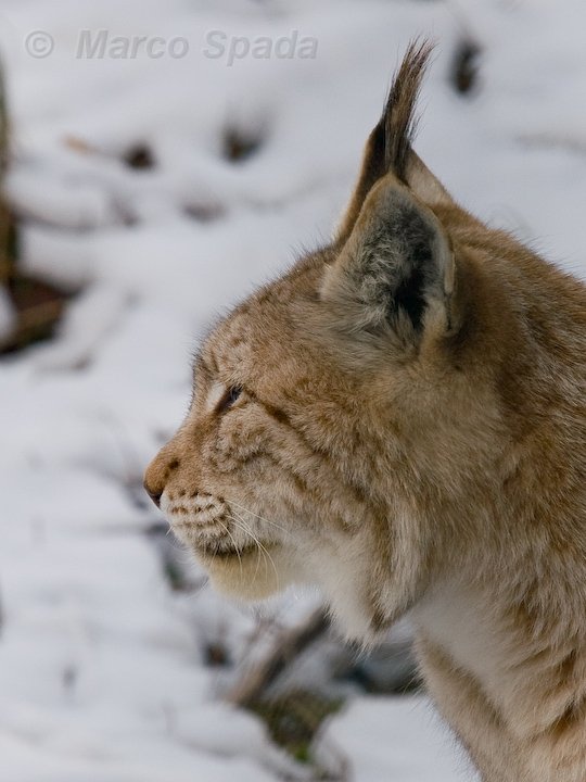 Lynx lynx