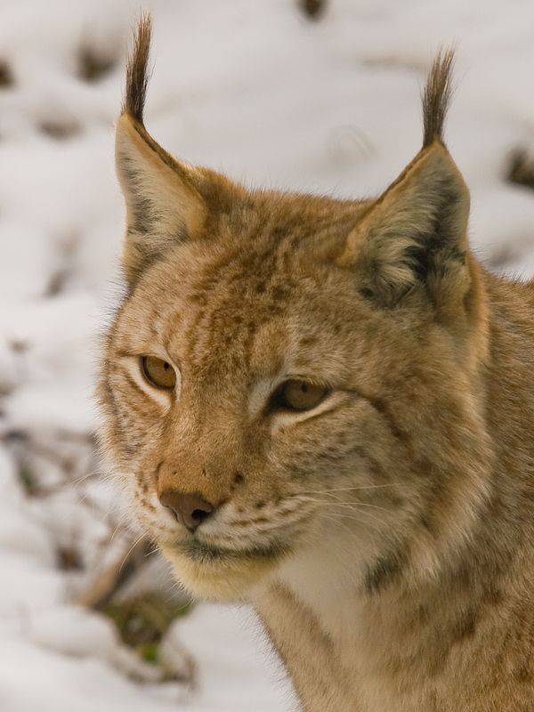 Occhio di Lince