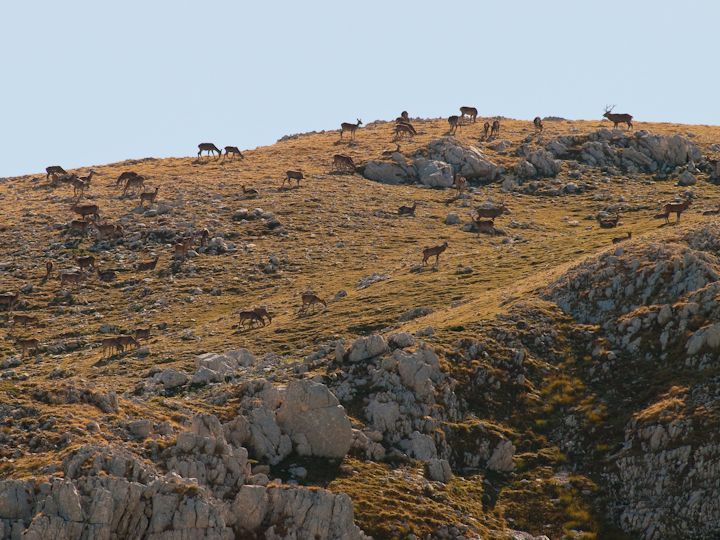 Cervi come Camosci al PNA