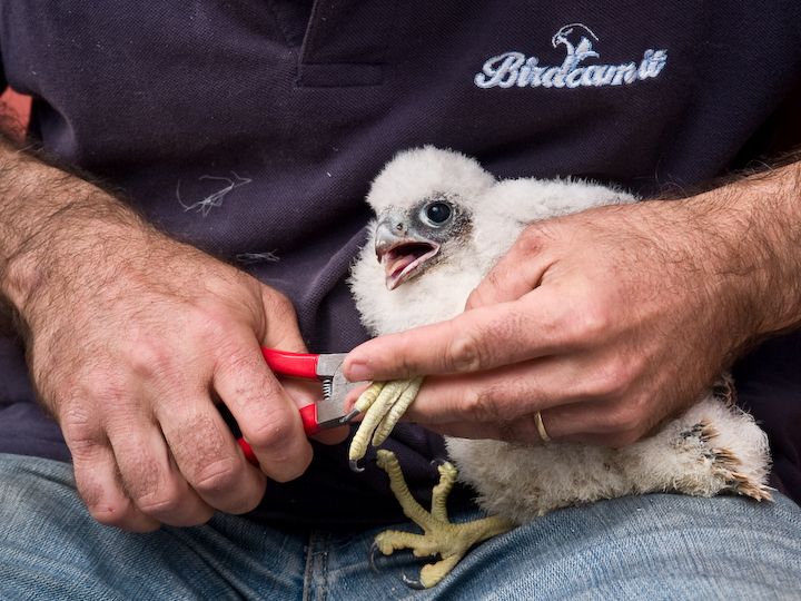 Inanellamento pulli di Falco pellegrino