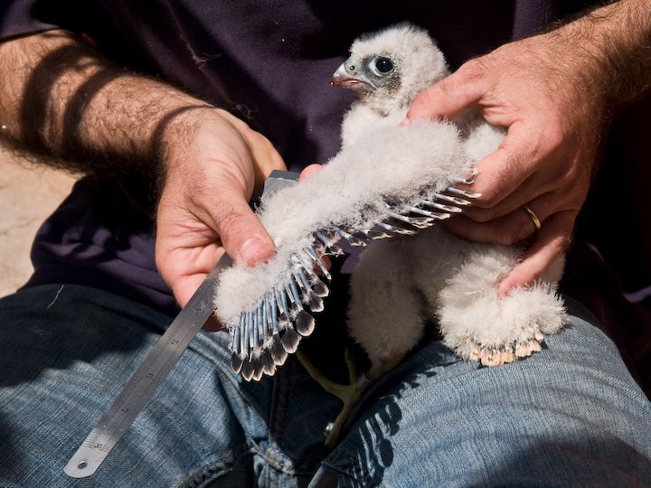 Inanellamento pulli di Falco pellegrino