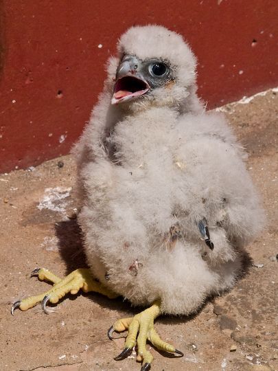Inanellamento pulli di Falco pellegrino