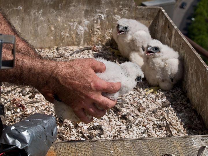 Inanellamento pulli di Falco pellegrino