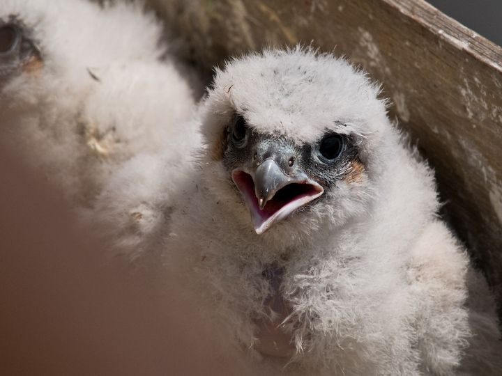 Inanellamento pulli di Falco pellegrino