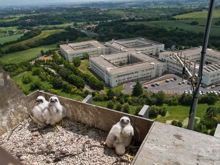 Inanellamento pulli di Falco pellegrino