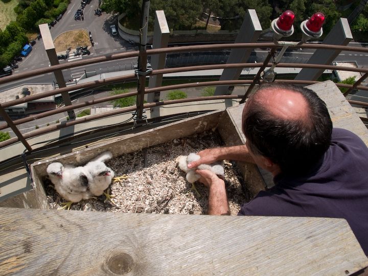 Inanellamento pulli di Falco pellegrino