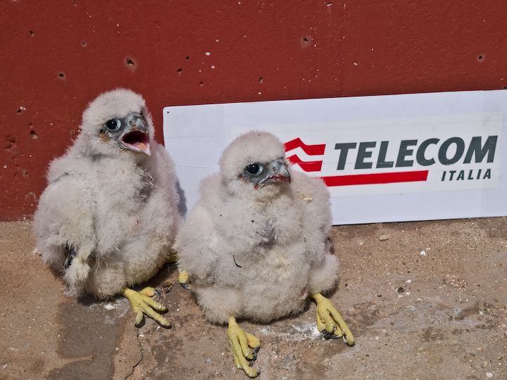 Inanellamento pulli di Falco pellegrino