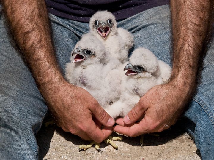 Inanellamento pulli di Falco pellegrino