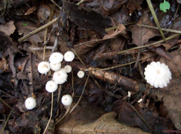 Piccolo funghi da determinare
