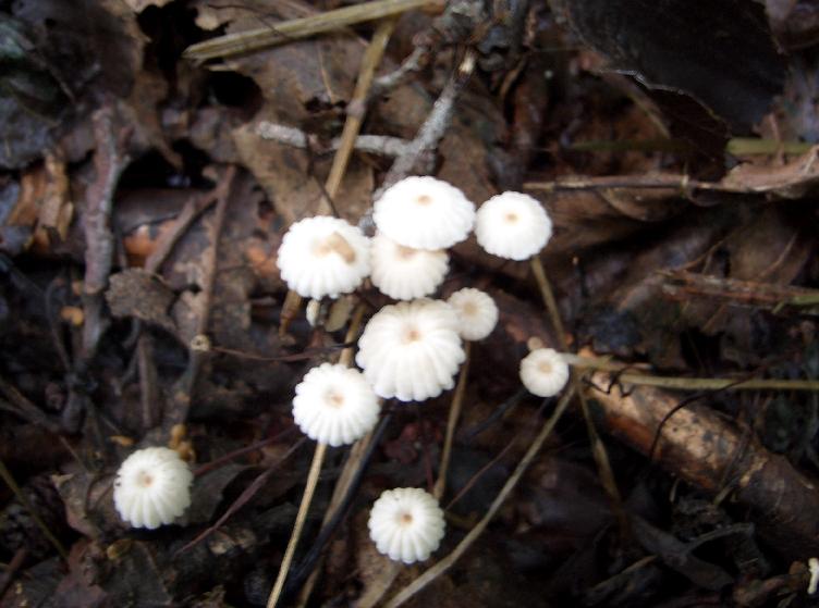 Piccolo funghi da determinare