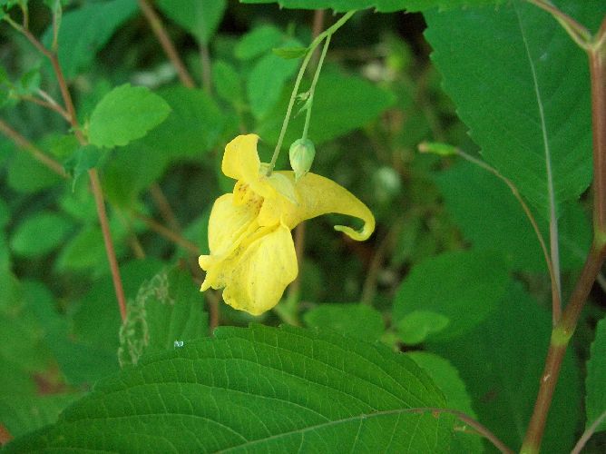Impatiens noli-tangere / Balsamina gialla