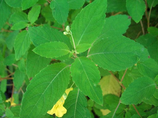 Impatiens noli-tangere / Balsamina gialla