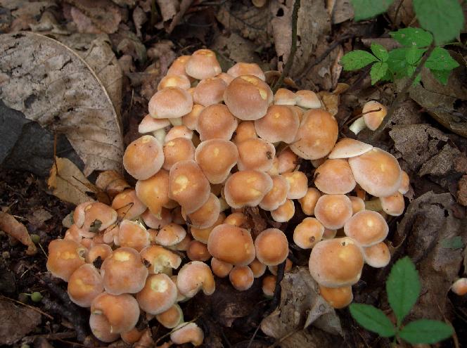 Escursione 11/08/2009