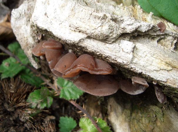 Escursione 11/08/2009