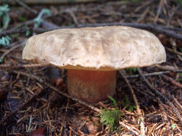 Escursione 11/08/2009