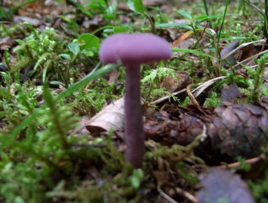 Escursione 11/08/2009