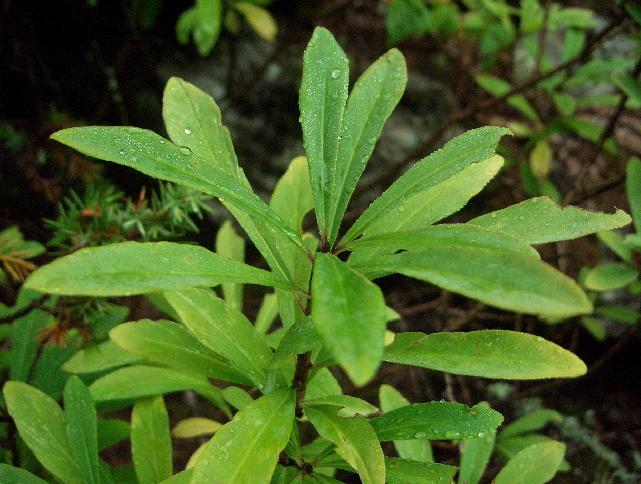 Piccolo arbusto - Daphne mezereum