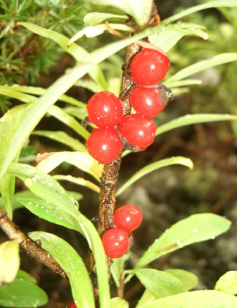 Piccolo arbusto - Daphne mezereum