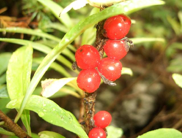 Piccolo arbusto - Daphne mezereum