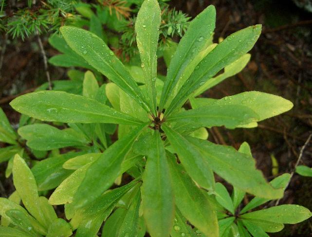 Piccolo arbusto - Daphne mezereum