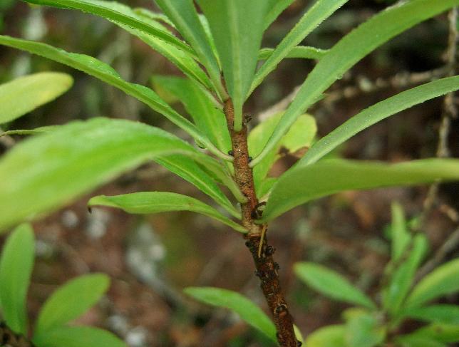 Piccolo arbusto - Daphne mezereum