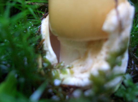 2 Funghi (Amanite?) da determinare . . . . .