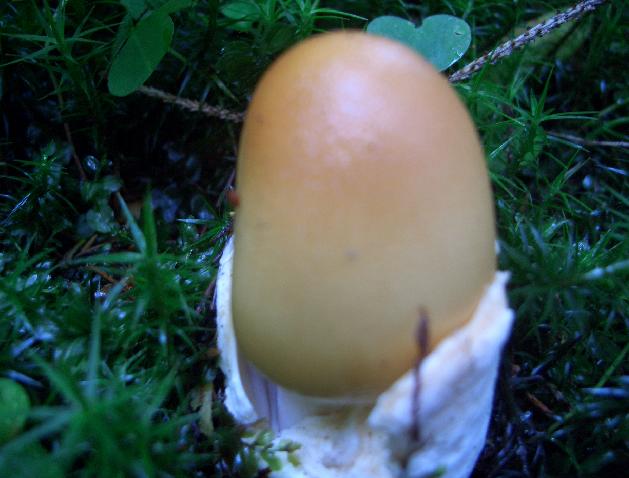 2 Funghi (Amanite?) da determinare . . . . .