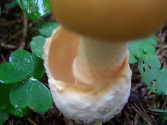 2 Funghi (Amanite?) da determinare . . . . .