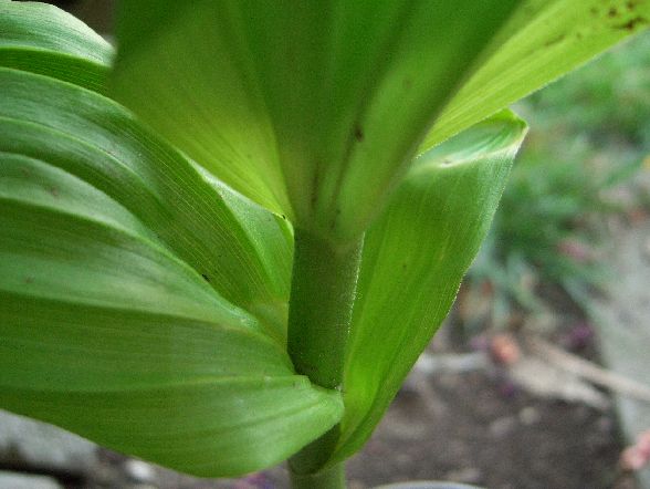 Pianta di montagna: Veratrum album