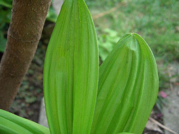 Pianta di montagna: Veratrum album