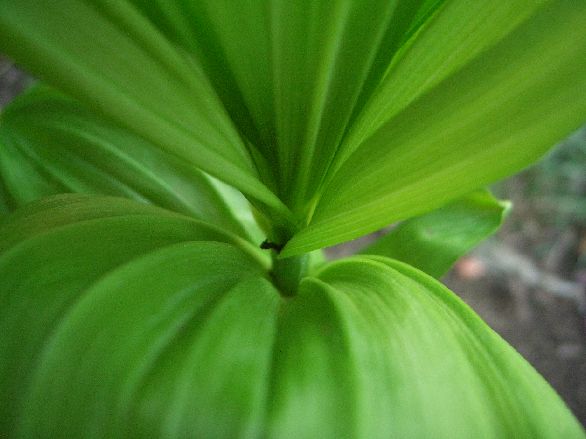 Pianta di montagna: Veratrum album