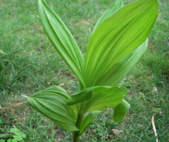 Pianta di montagna: Veratrum album