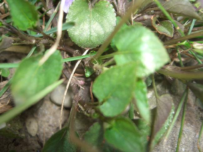 Viola riviniana