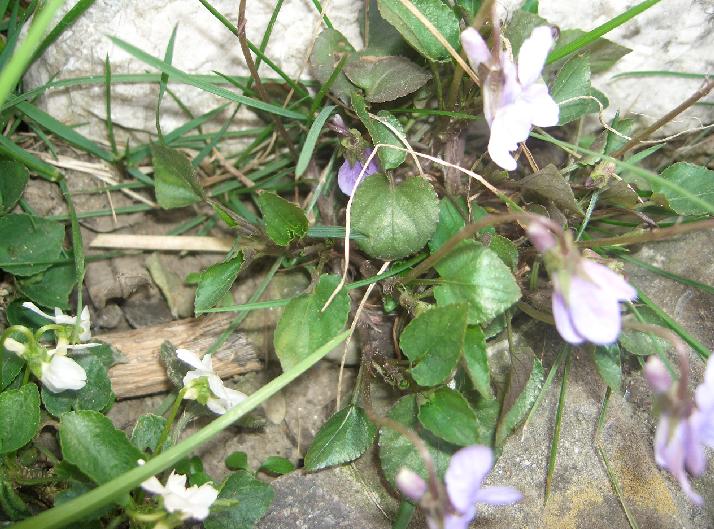 Viola riviniana
