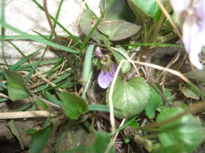 Viola riviniana