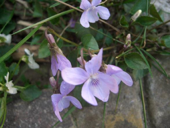 Viola riviniana