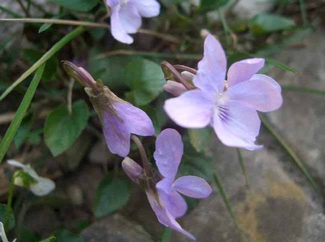 Viola riviniana
